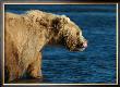 Kodiak Bear Lick by Charles Glover Limited Edition Print