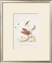 Finches by George Wolfgang Knorr Limited Edition Print
