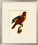 Barraband Parrot No. 95 by Jacques Barraband Limited Edition Print