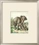 Asiatic Elephant by Friedrich Specht Limited Edition Print