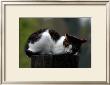 Cat Nap by Stephen Lebovits Limited Edition Print