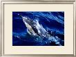 Jumping Dolphin by Charles Glover Limited Edition Print