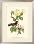 Exotic Birds I by Georges Cuvier Limited Edition Print