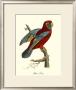 Raja Lory by George Edwards Limited Edition Pricing Art Print
