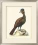 Regal Pheasants V by George Edwards Limited Edition Print