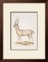 Antelope by George Wolfgang Knorr Limited Edition Print