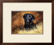 Black Labrador by Richard Britton Limited Edition Pricing Art Print