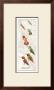 Rufous Hummingbird by David Sibley Limited Edition Pricing Art Print