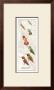 Rufous Hummingbird by David Sibley Limited Edition Print