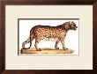 Leopard by Karl Brodtmann Limited Edition Print