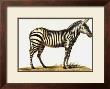 Zebra by Karl Brodtmann Limited Edition Pricing Art Print