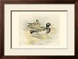 Mallard by F.W. Frohawk Limited Edition Print