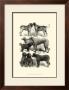 International Show Dogs I, C.1863 by Harrison Weir Limited Edition Print