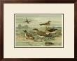 Shore Gathering V by Franz Eugen Kohler Limited Edition Print