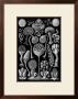 Colonial Jellyfish, Tablet 93, C.1899-1904 by Ernst Haeckel Limited Edition Pricing Art Print