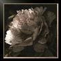 Moonlit Peony Ii by Megan Meagher Limited Edition Print