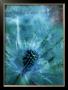 Blue Thistle by Ian Winstanley Limited Edition Print