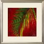 Palmas En Fuego Iii by Patricia Quintero-Pinto Limited Edition Print