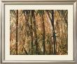Bamboo Forest Ii by Judeen Limited Edition Print