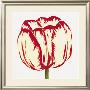 Red And White Tulip by Miriam Bedia Limited Edition Pricing Art Print