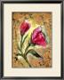 Poppy by Marcella Rose Limited Edition Print