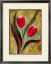 Tulip by Marcella Rose Limited Edition Print