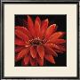 Fantastic Gerbera by Rian Withaar Limited Edition Print