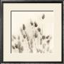 Italian Tall Grass No. 2 by Alan Blaustein Limited Edition Pricing Art Print