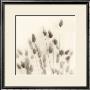 Italian Tall Grass No. 2 by Alan Blaustein Limited Edition Print