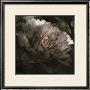 Moonlit Peony I by Megan Meagher Limited Edition Pricing Art Print