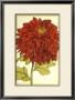 Ruby Blooms I by Jennifer Goldberger Limited Edition Pricing Art Print
