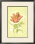 Tulipa I by Jennifer Goldberger Limited Edition Pricing Art Print