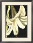 Graphic Lily Iv by Jennifer Goldberger Limited Edition Print