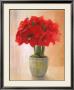 Scarlet Amaryllis by Peter Mcgowan Limited Edition Print