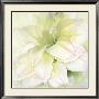 Amaryllis I by Annemarie Peter-Jaumann Limited Edition Print