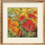 Oriental Poppy Field I by Carol Rowan Limited Edition Print
