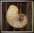 Ocean Nautilus by Arnie Fisk Limited Edition Pricing Art Print