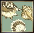Shell Trio On Blue Iii by Megan Meagher Limited Edition Pricing Art Print