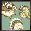 Shell Trio On Blue Iii by Megan Meagher Limited Edition Print