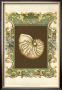 Mermaid's Shells Ii by Chariklia Zarris Limited Edition Pricing Art Print