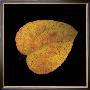 Katsura Leaf On Black by June Hunter Limited Edition Pricing Art Print