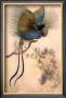 Bird Of Paradise by Warwick Goble Limited Edition Print