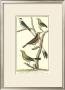 Bird Family I by Martinet Limited Edition Print