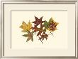 Tulip Tree, Gum And Scarlet Oak by Denton Limited Edition Print