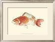 Common Goldfish by S. Matsubara Limited Edition Pricing Art Print