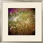 Daisy Field by Rebecca Tolk Limited Edition Print