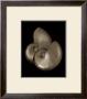 Nautilus Iii by Bruce Rae Limited Edition Print