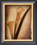 Calla Lily Study Ii by Charlene Winter Olson Limited Edition Pricing Art Print