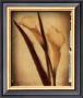Calla Lily Study Iii by Charlene Winter Olson Limited Edition Print
