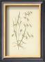 Grasses by Edward Lowe Limited Edition Pricing Art Print